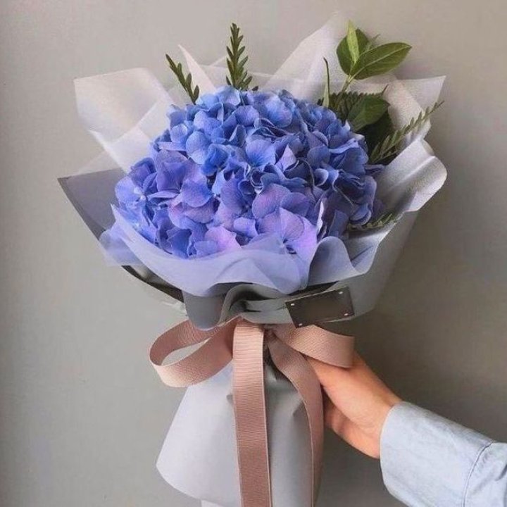 Гортензия голубая в Ярославле