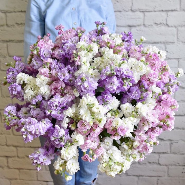 Облако маттиол в Ярославле