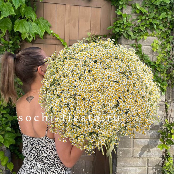 101 ромашка в Ярославле