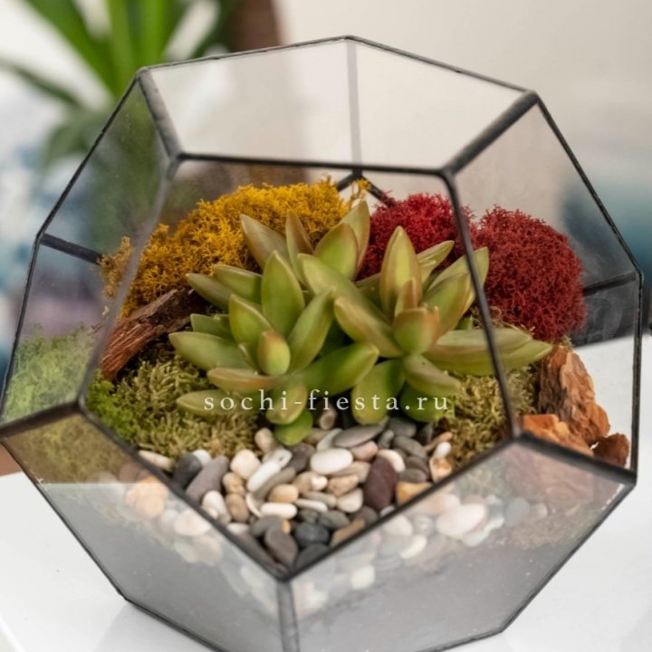 Флорариум “Додекаэдр” с суккулентом Седум в Ярославле