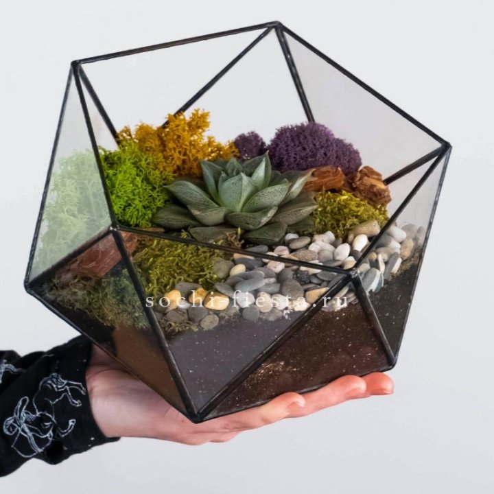 Флорариум “Икосаэдр” с суккулентом Каменная Роза в Ярославле