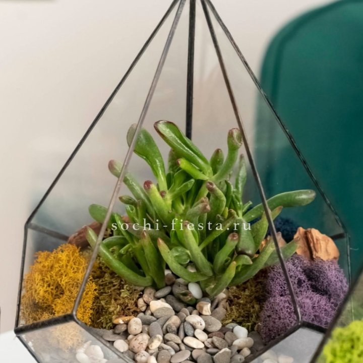 Флорариум “Капля” с суккулентом Крассула Хоббит в Ярославле