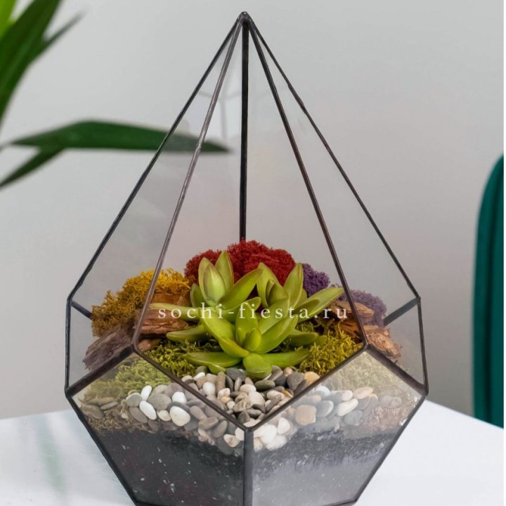 Флорариум Капля с суккулентом в Ярославле