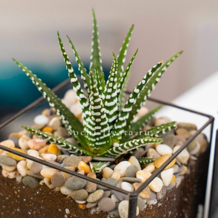 Флорариум Кубик с суккулентом Хавортия в Ярославле