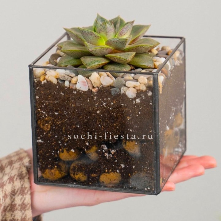 Флорариум Кубик с суккулентом Каменная роза в Ярославле