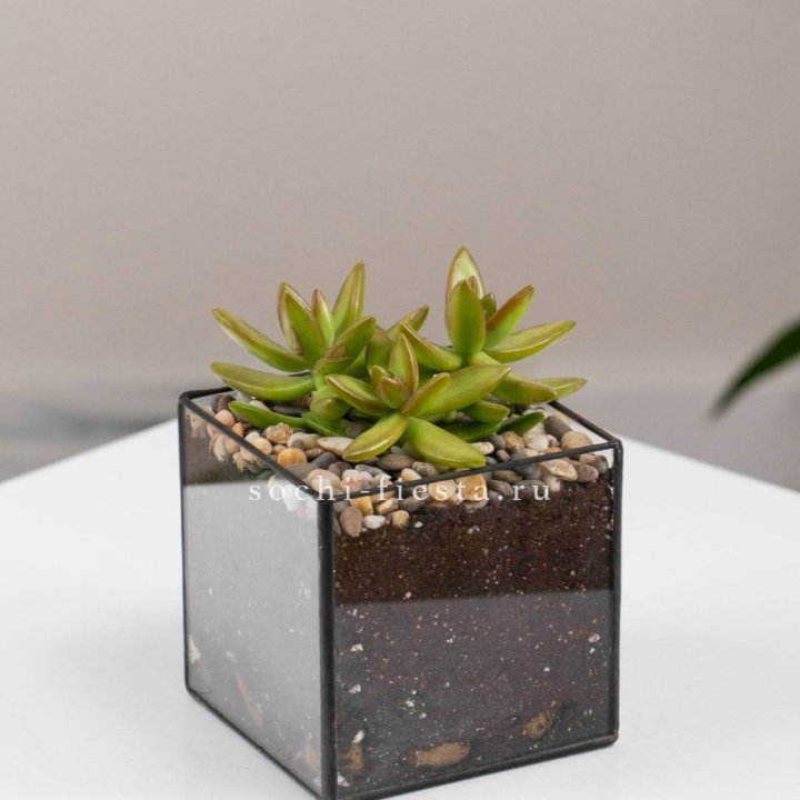 Флорариум Кубик с суккулентом Седум в Ярославле