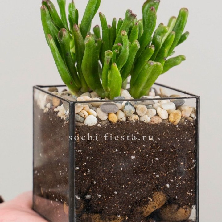 Флорариум Кубик с суккулентом Хоббит в Ярославле