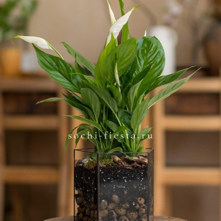 Спатифиллум в кашпо Пятиугольник в Ярославле