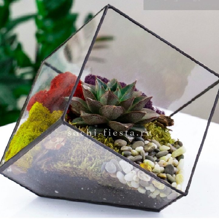 Флорариум Куб усеченный с суккулентом Каменная роза в Ярославле