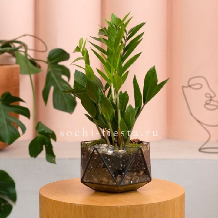 Замиокулькас в кашпо Икосаедр в Ярославле