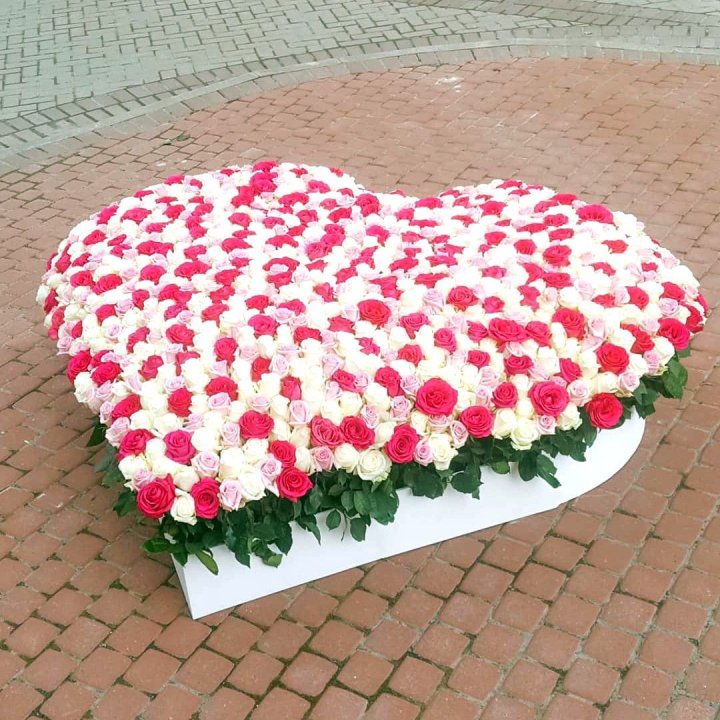 555 роза  в Ярославле