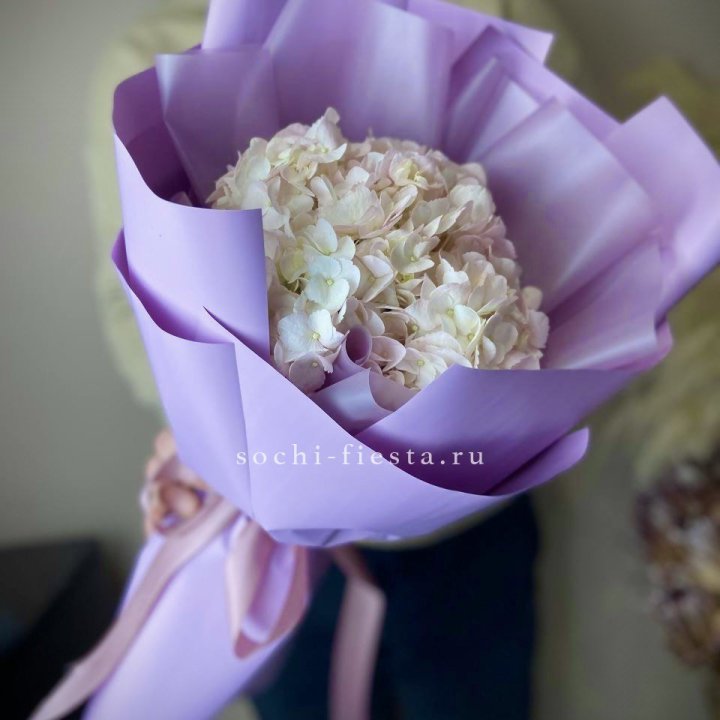 Гортензия розовая в Ярославле