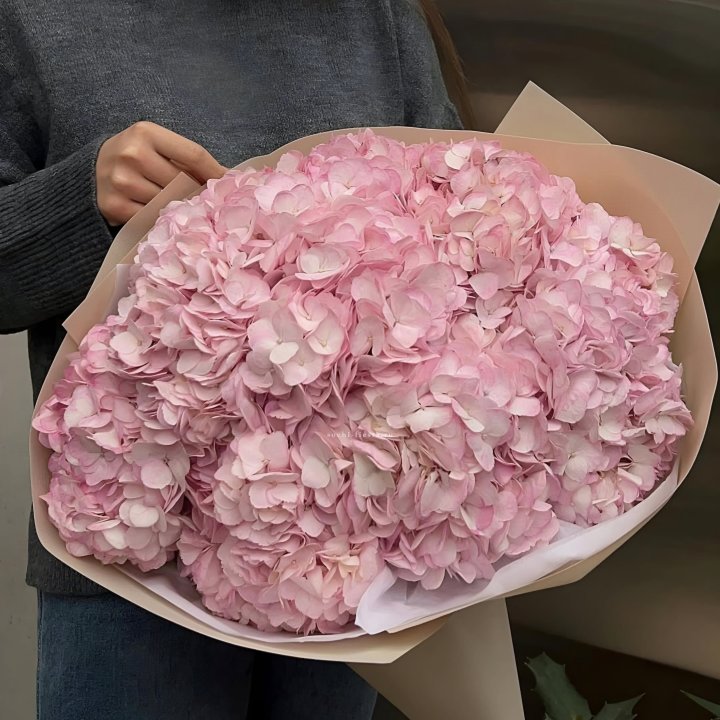 Гортензия  "РОЗЕ" в Ярославле