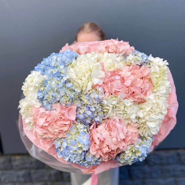 19 гортензий микс в Ярославле