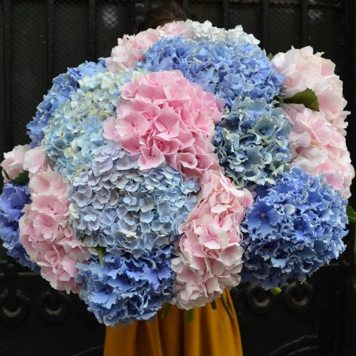 Букет гортензий "Фонтан" в Ярославле