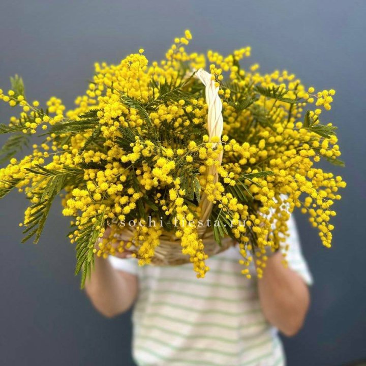 Весенняя корзина мимозы в Ярославле