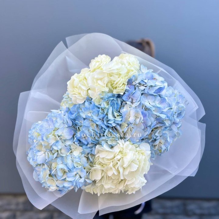 5 бело-голубых гортензий в Ярославле