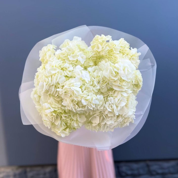 7 белых гортензий в Ярославле