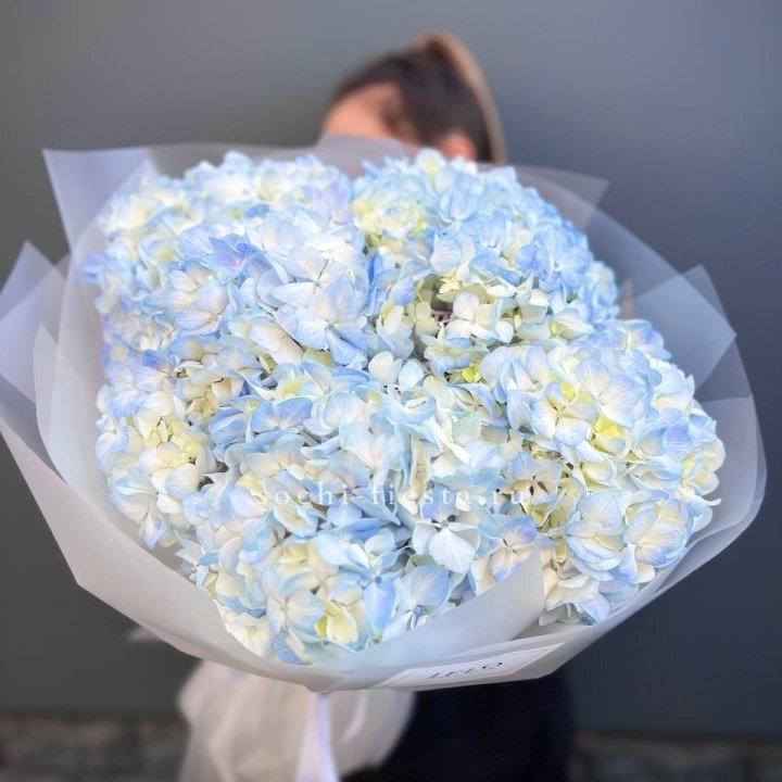 5 голубых гортензий в Ярославле