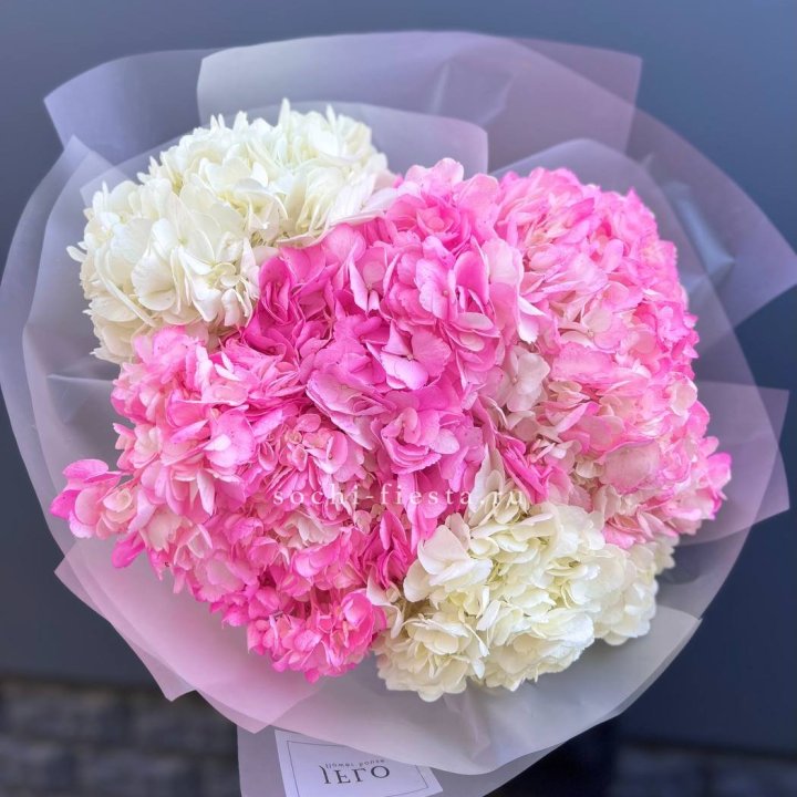 5 бело-розовых гортензий в Ярославле