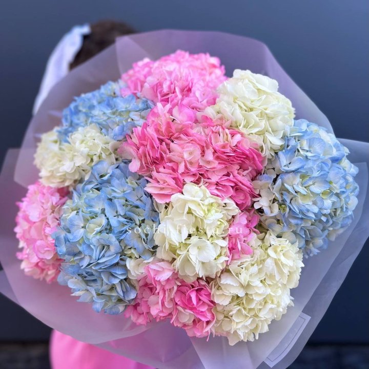 11 гортензий микс в Ярославле