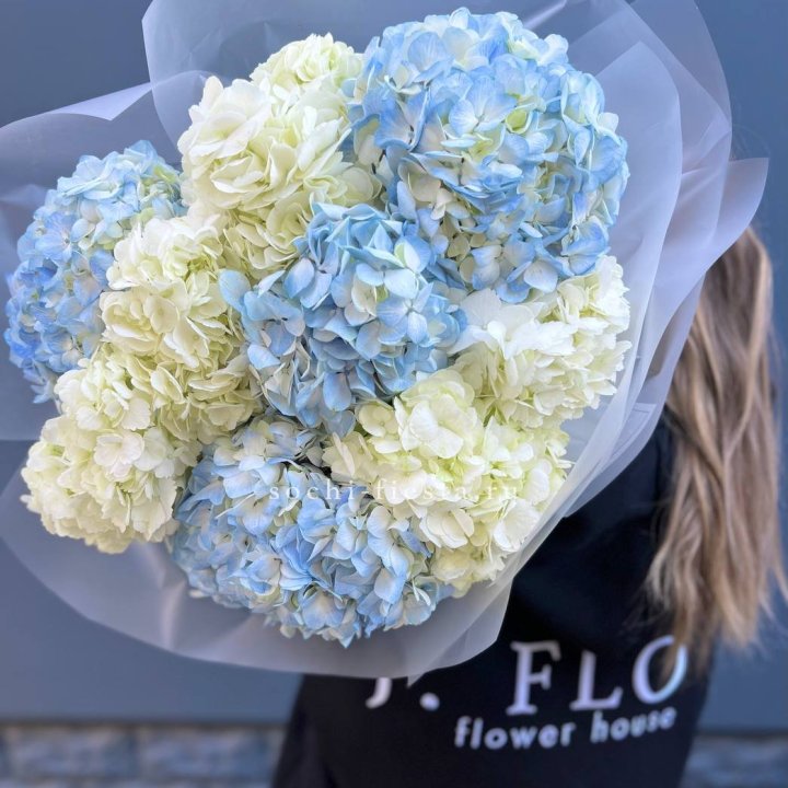 9 бело-голубых гортензий в Ярославле