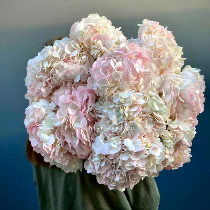 Охапка розовой гортензии в Ярославле