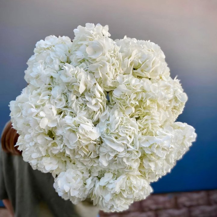 Охапка белой гортензии в Ярославле