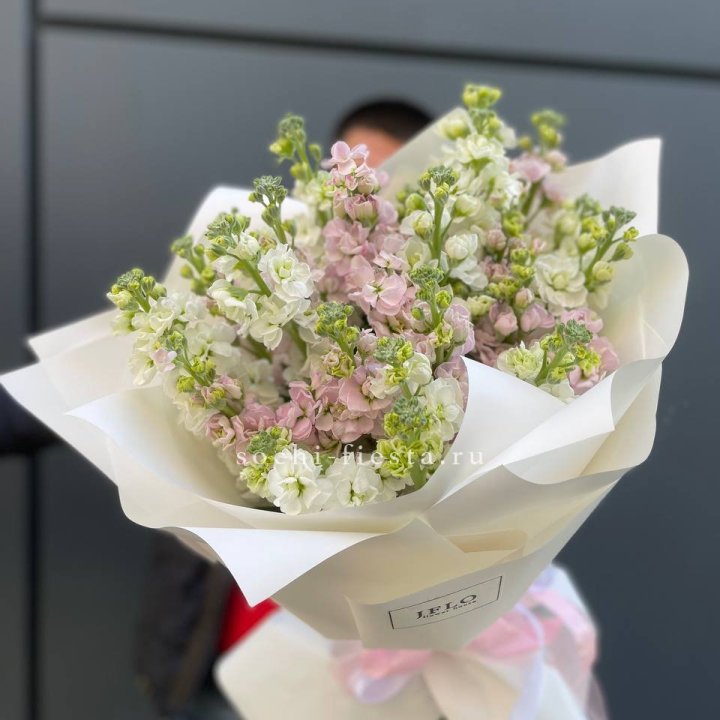 29 маттиол  в Ярославле