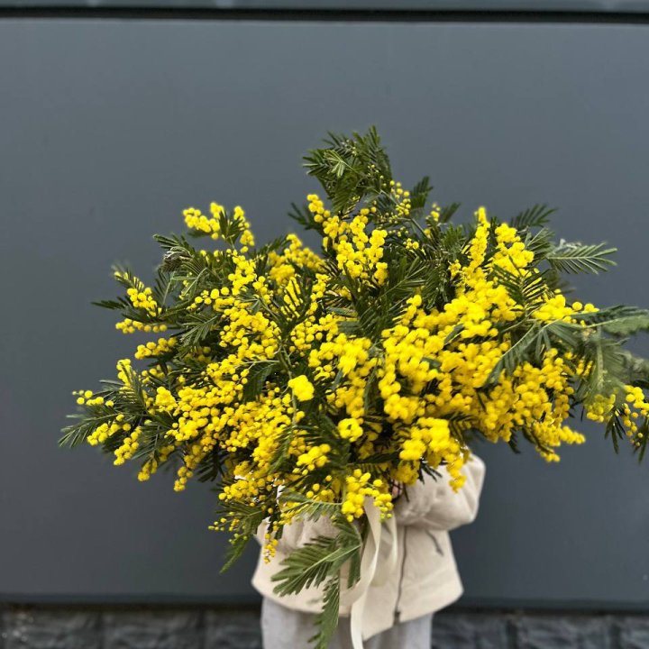 Охопка мимозы в Ярославле