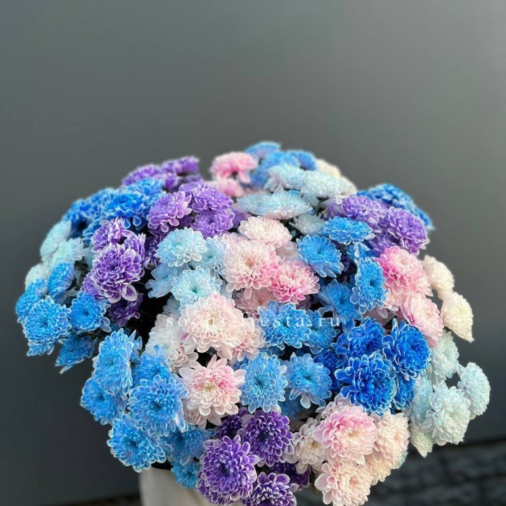 25 цветных хризантем в Ярославле