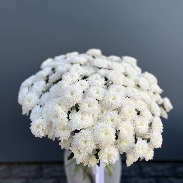  25 хризантем белых в Ярославле