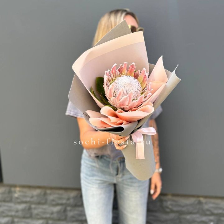 Протея мини  в Ярославле