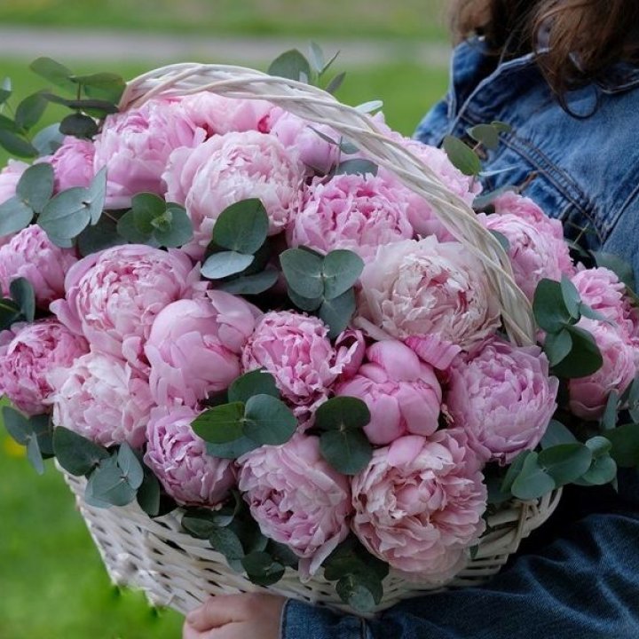 51 пион в корзине в Ярославле