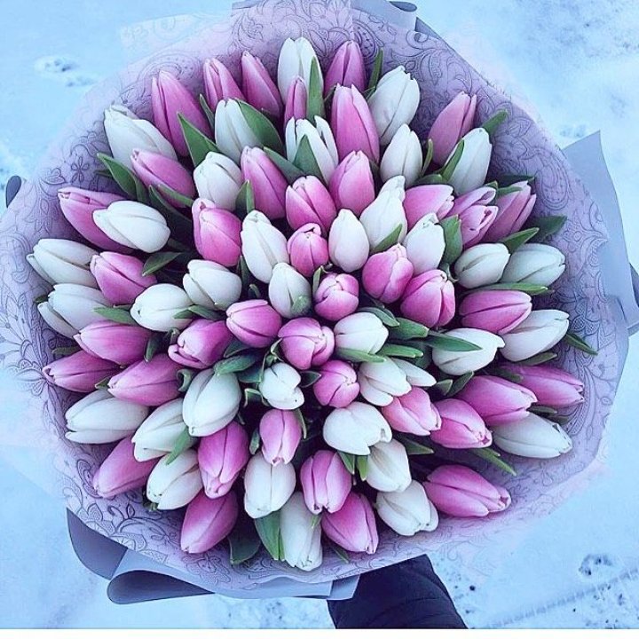 101 тюльпан "Лолипоп" в Ярославле